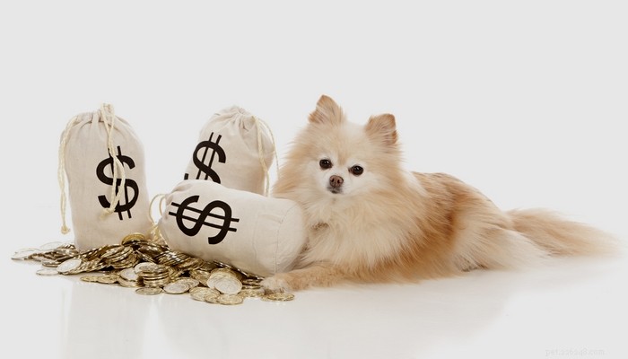 獣医の請求書でお金を節約する方法に関する7つのヒント 
