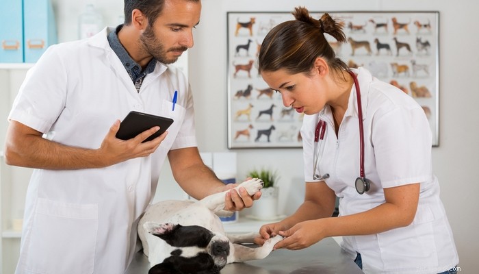 7 tips om hur du sparar pengar på veterinärräkningar