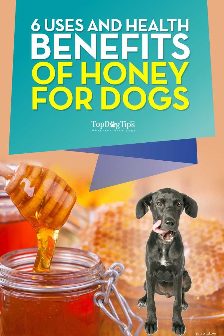 6 toepassingen en gezondheidsvoordelen van honing voor honden