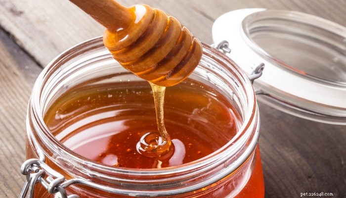 6 použití a zdravotní přínosy medu pro psy