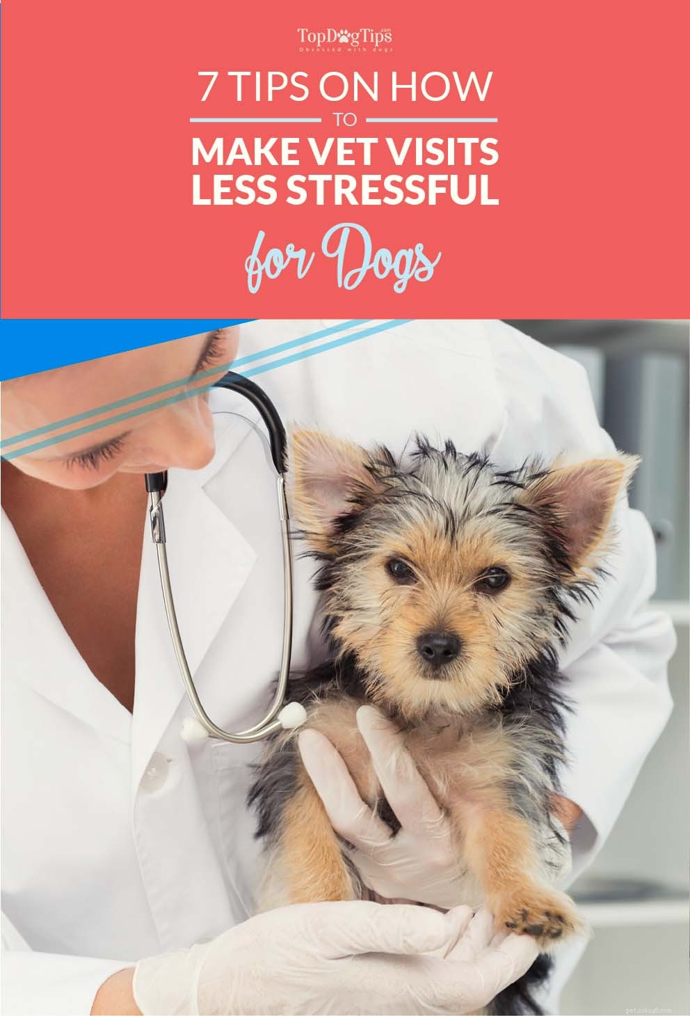 7 conseils pour rendre les visites chez le vétérinaire moins stressantes pour les chiens