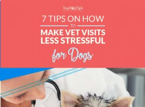 개에게 수의사 방문이 스트레스를 덜 받는 방법에 대한 7가지 팁