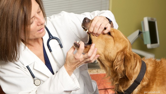 개에게 수의사 방문이 스트레스를 덜 받는 방법에 대한 7가지 팁