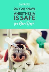 Sanningen:Är anestesi säker för hundar?
