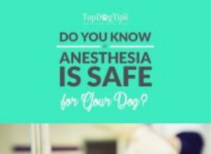 Правда:безопасна ли анестезия для собак?