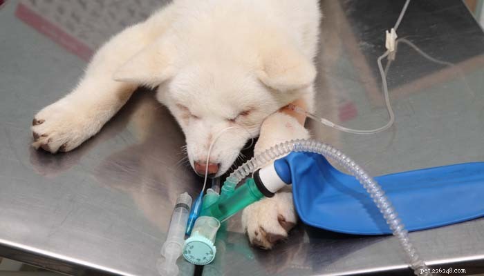 De waarheid:is anesthesie veilig voor honden?