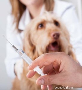 A verdade:a anestesia é segura para cães?