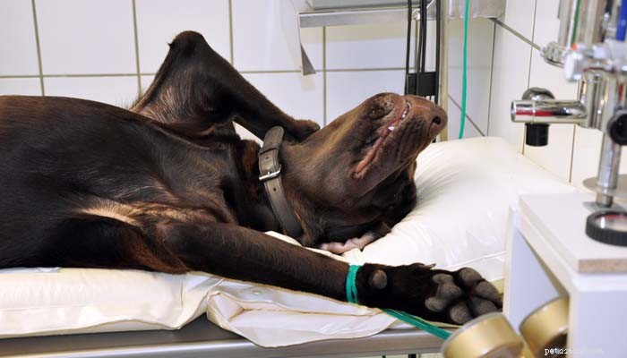 La verità:l anestesia è sicura per i cani?