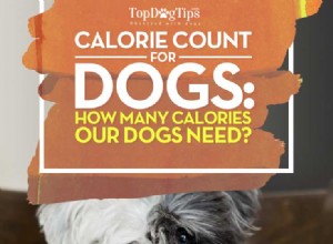 話しましょう：犬は1日に何カロリー必要ですか？ 