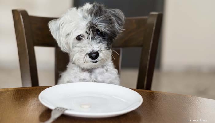 Laten we eens praten:hoeveel calorieën heeft een hond per dag nodig?