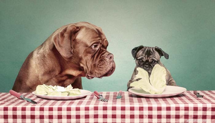 Låt oss prata:Hur många kalorier en hund behöver per dag?