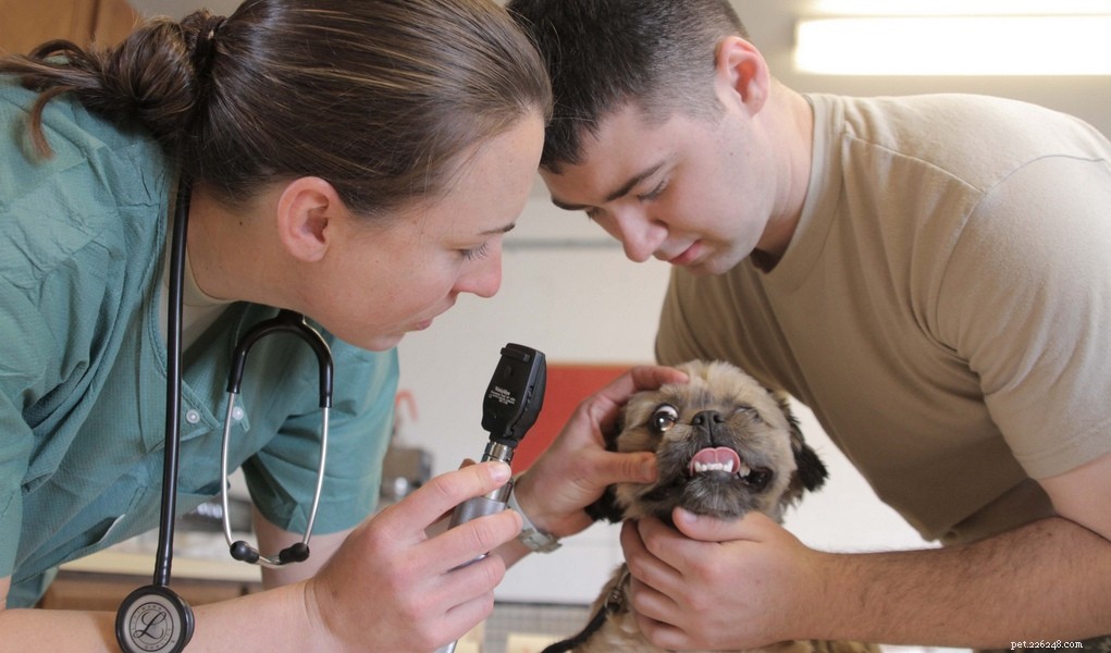 Recapitulação de domingo:8 recursos para escolher o melhor veterinário