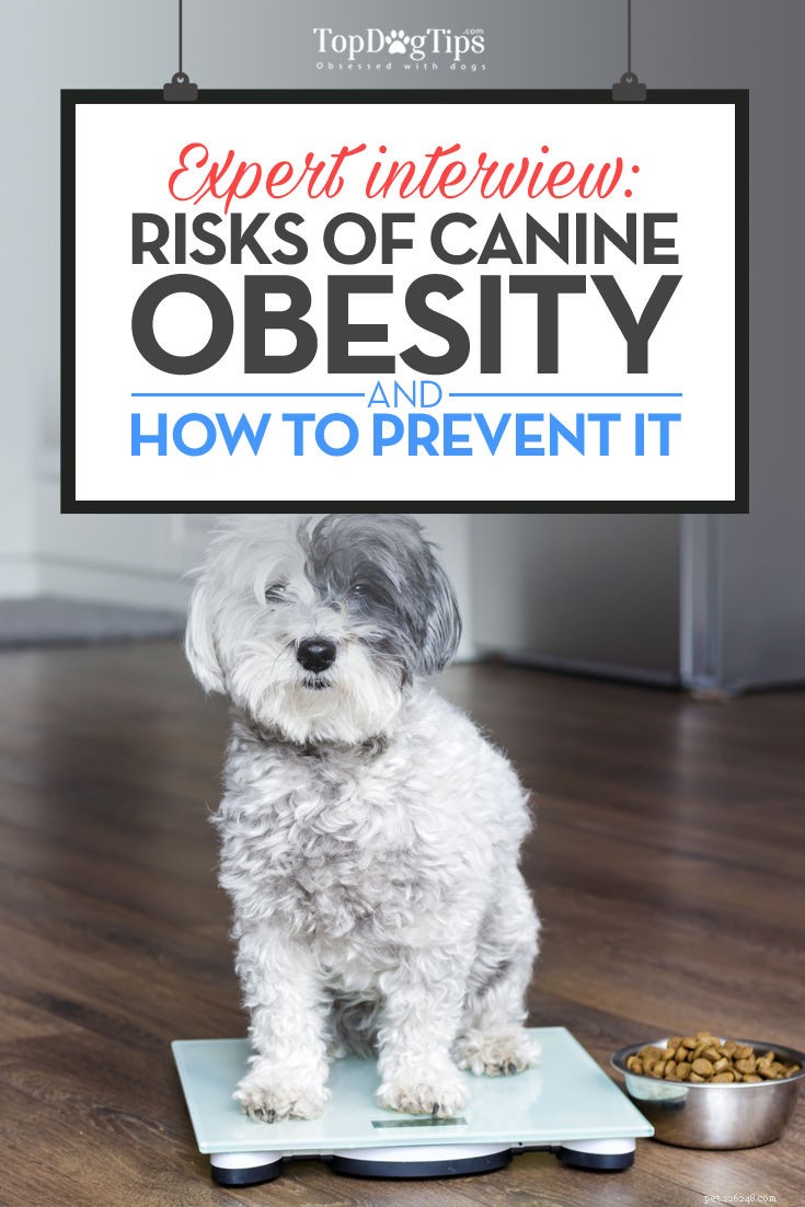 Interview met deskundigen:de risico s van obesitas bij honden en hoe u uw hond fit kunt houden