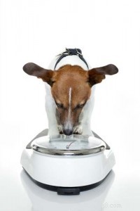 Expertintervju:The Risks of Canine Obesity and How To Keep Your Dog Fit