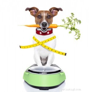 Expertintervju:The Risks of Canine Obesity and How To Keep Your Dog Fit