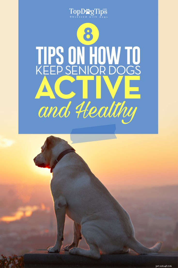 8 tips om uw oudere hond actief te houden