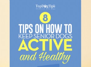 8 tipů, jak udržet svého staršího psa aktivního
