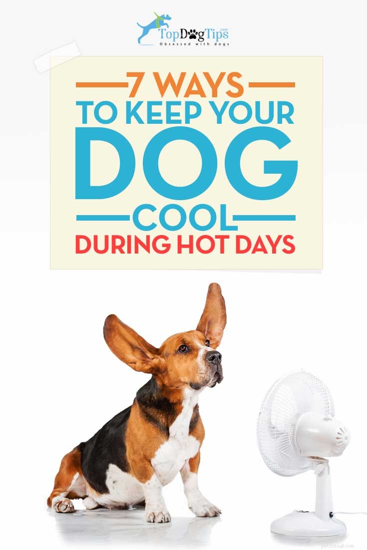 7 manieren om uw hond koel te houden in de zomer