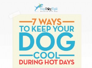 夏にあなたの犬を涼しく保つ7つの方法 