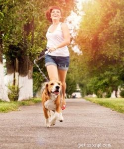 7 façons de garder votre chien au frais en été