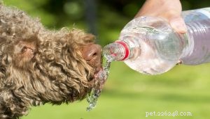 7 sätt att hålla din hund sval på sommaren