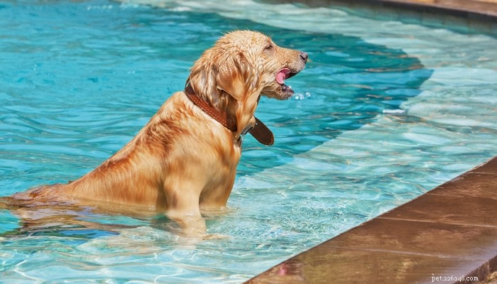 강아지 패들 101:강아지에게 덜 알려진 수영장 위험