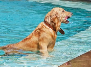 Dog Paddle 101:Lesser Known Pool Dangers For Dogs