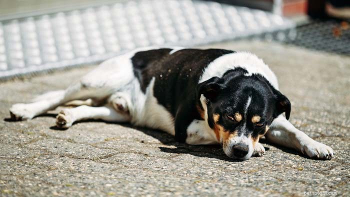 Hondenpeddel 101:minder bekende gevaren in het zwembad voor honden