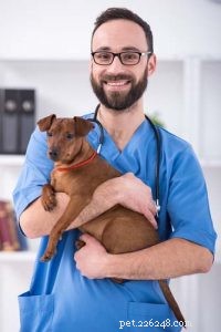 3 поставщика лучших страховых планов для собак