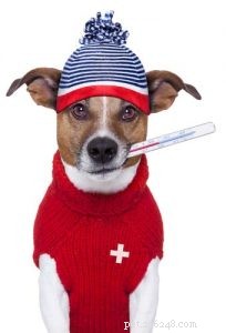 Как измерить собаке температуру без термометра