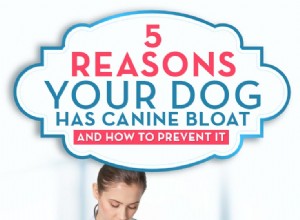 5 důvodů, proč má váš pes psí nadýmání a jak tomu předejít