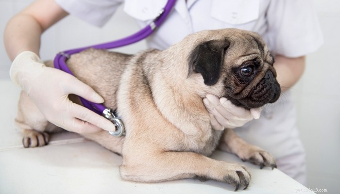 5 raisons pour lesquelles votre chien souffre de ballonnement canin et comment le prévenir