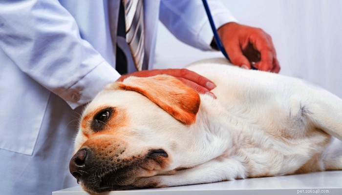 5 причин, почему у вашей собаки вздутие живота, и как его предотвратить