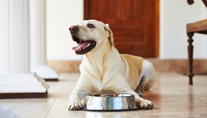 5 причин, почему у вашей собаки вздутие живота, и как его предотвратить