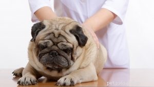 Qui a raison ? Médecine vétérinaire fondée sur des preuves (EBVM) vs médecine vétérinaire holistique
