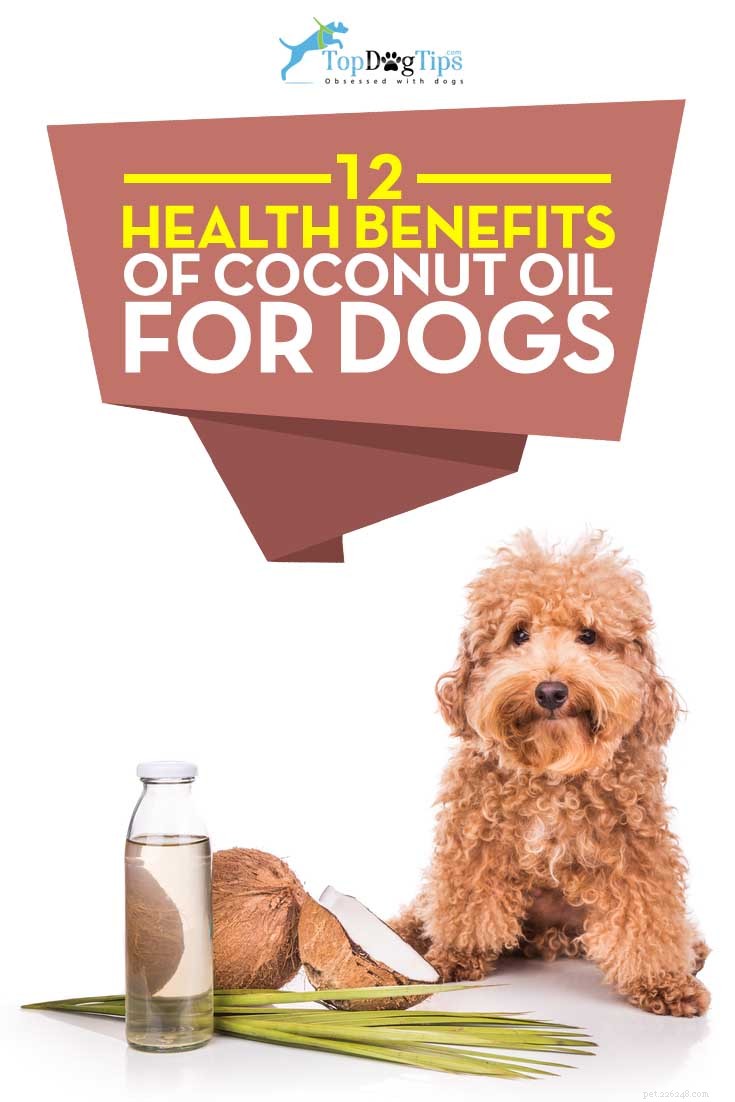 12 gezondheidsvoordelen van kokosolie voor honden