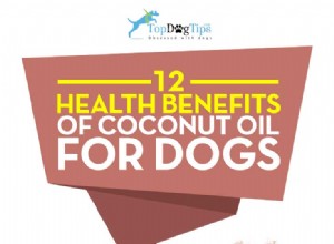 개를 위한 코코넛 오일의 12가지 건강상의 이점