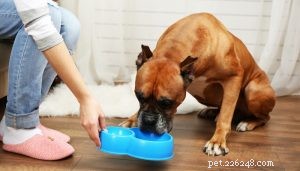12 benefici per la salute dell olio di cocco per i cani
