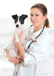 Holistic Dog Care:The Ultimate Evidence-Based Guide