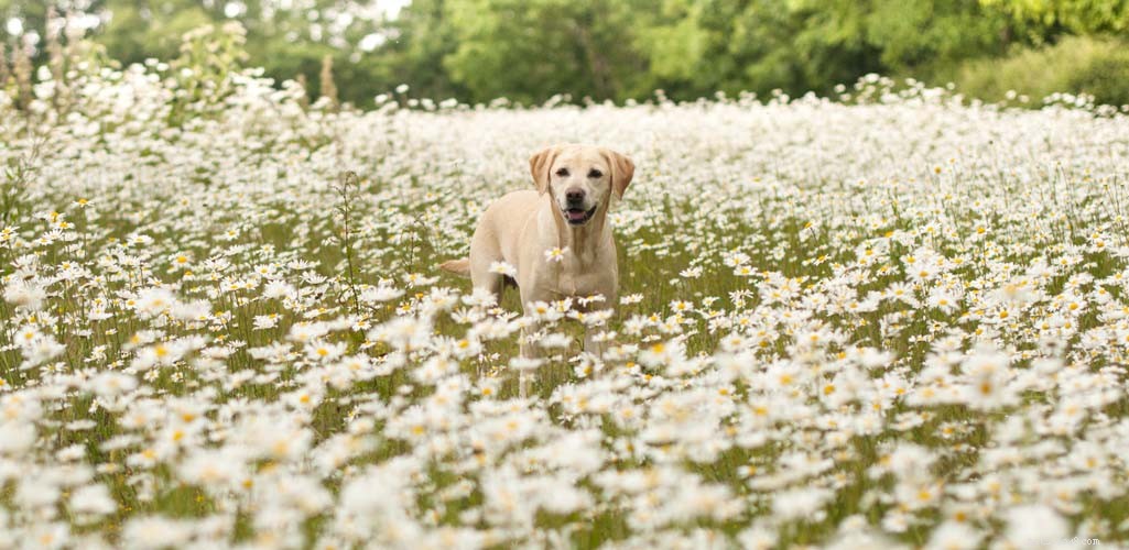 Holistic Dog Care:The Ultimate Evidence-Based Guide