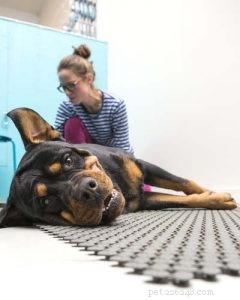 Holistická péče o psy:Průvodce založený na konečných důkazech