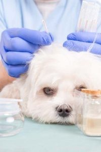 Holistická péče o psy:Průvodce založený na konečných důkazech