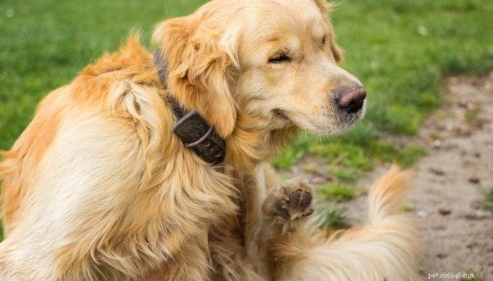 3 nejlepší ošetření proti blechám a klíšťatům pro psy ve srovnání:Frontline vs. Seresto vs. nejlepší veterináři