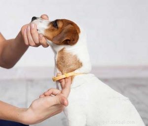 Étapes les plus importantes pour prévenir les puces chez les chiens