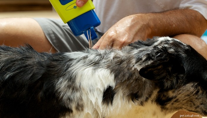 Belangrijkste stappen voor het voorkomen van vlooien bij honden