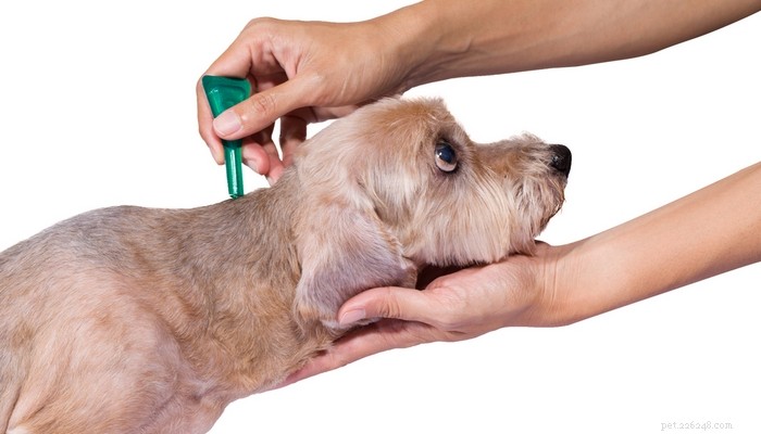 Nejdůležitější kroky k prevenci blech na psech