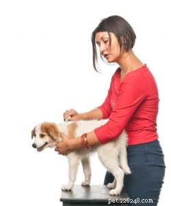 Наиболее важные шаги по предотвращению появления блох у собак