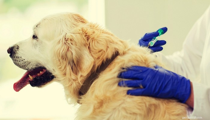 Come fare un iniezione a un cane:una breve guida video