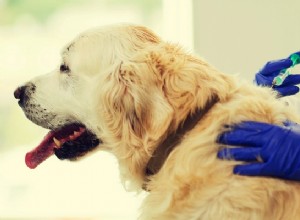 Como dar uma injeção a um cachorro - um breve guia em vídeo 