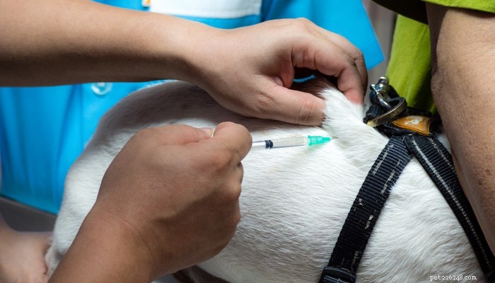犬に注射を与える方法–簡単なビデオガイド 